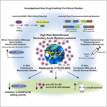 Cell Stem Cell：小分子药物rebecsinib或能逆转ADAR1所诱导的癌症干细胞克隆能力