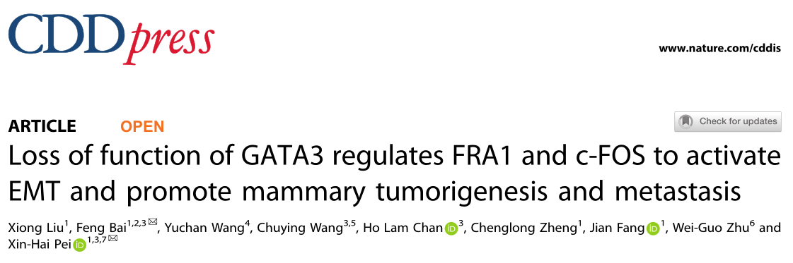 科学家揭示了EMT促进乳腺肿瘤的发生和转移的新机制