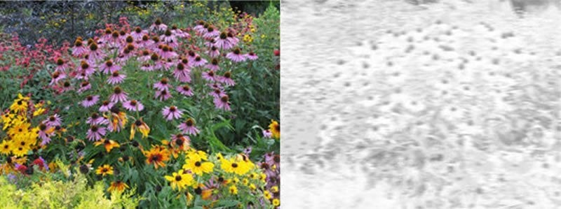 4名全色盲患者基因治疗后可看到红色，全球最快进展已到临床I/II阶段