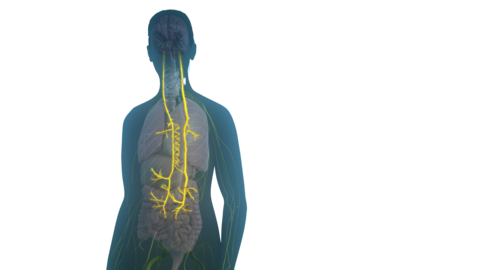 SetPoint Medical Receives FDA Approval for Novel Neuroimmune Modulation Therapy for Rheumatoid Arthritis