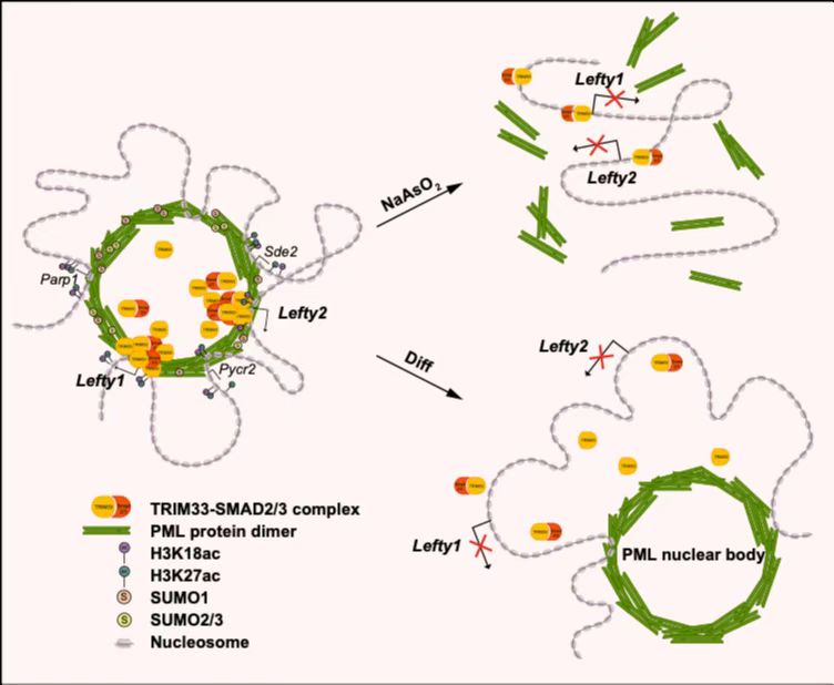 The EMBO Journal:揭示PML核体招募TRIM33在小鼠胚胎干细胞中调控基因转录的新机制