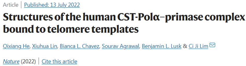 Nature：揭示人类CST-Polα–primase复合物维持端粒模板机制