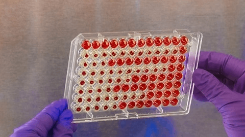 PTC shuts down FDA approval bid for troubled Duchenne med Translarna