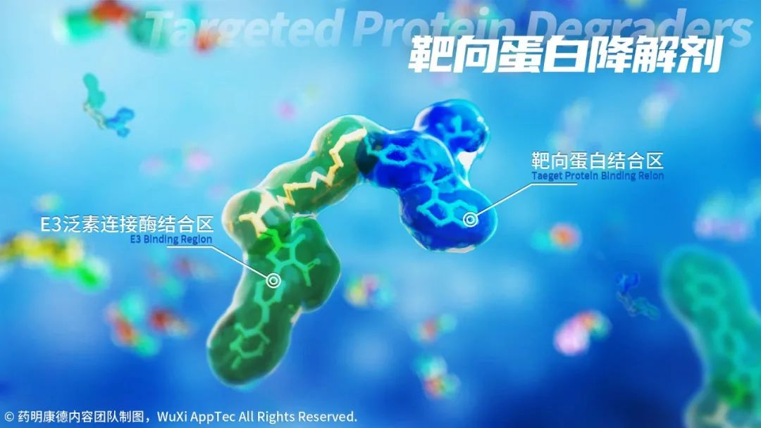 速递 | 吉利德2000万美元囊获创新蛋白降解剂，扩大自身免疫性疾病管线