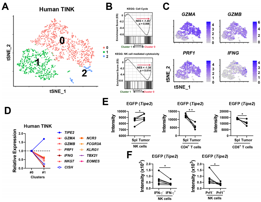 田志刚/孙昊昱/毕嘉成团队发现促进NK细胞过继治疗的新靶点
