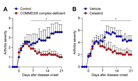 Sci Immunol：特殊化合物—雷公藤红素或有望帮助阻断类风湿性关节炎的进展