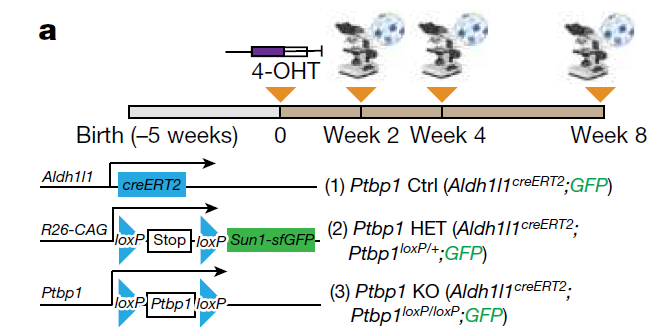 轰动学界的Nature和Cell论文，再被质疑有误，Ptbp1缺失不能诱导胶质细胞转化为神经元