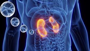 AION Healthspan Announces First Patient Treated in Phase I/II Clinical Trial for Cell Therapy in Chronic Kidney Disease
