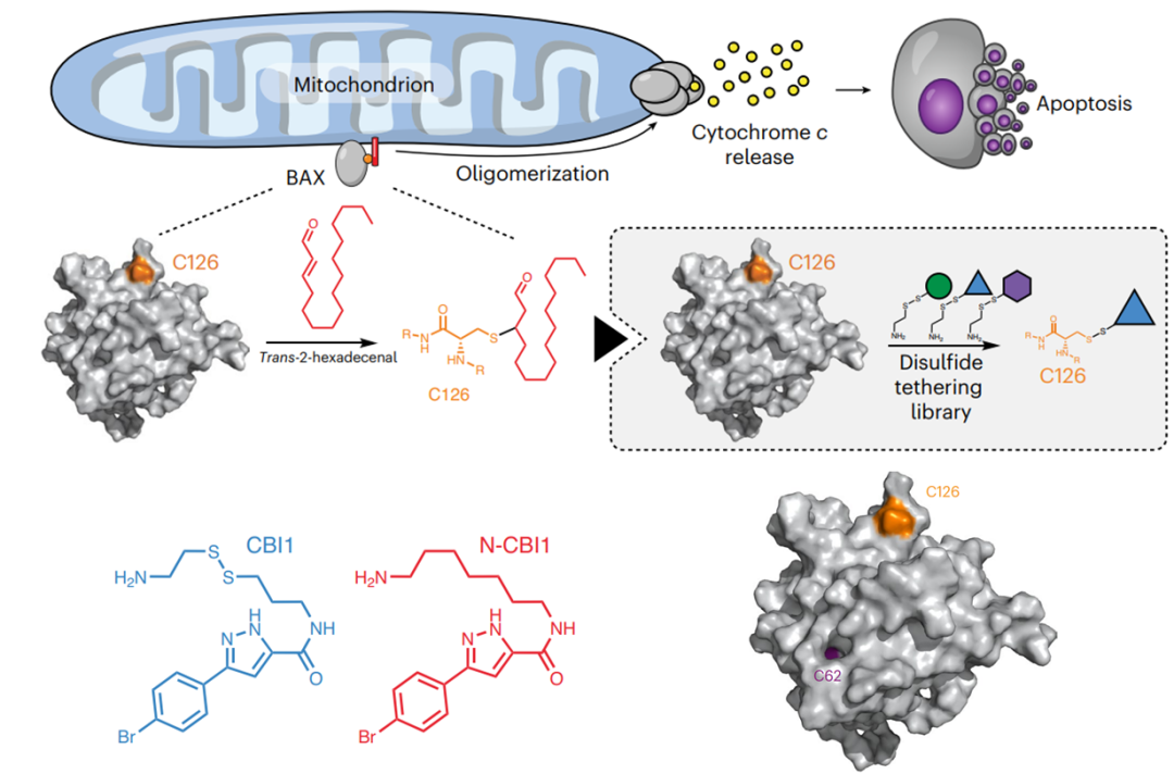 Nat. Chem. Biol. | 靶向BAX的共价抑制剂开发