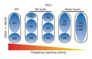 Codes in the Cilia: New Study Maps How Cilk1 and Hedgehog Levels Sculpt Tooth Architecture