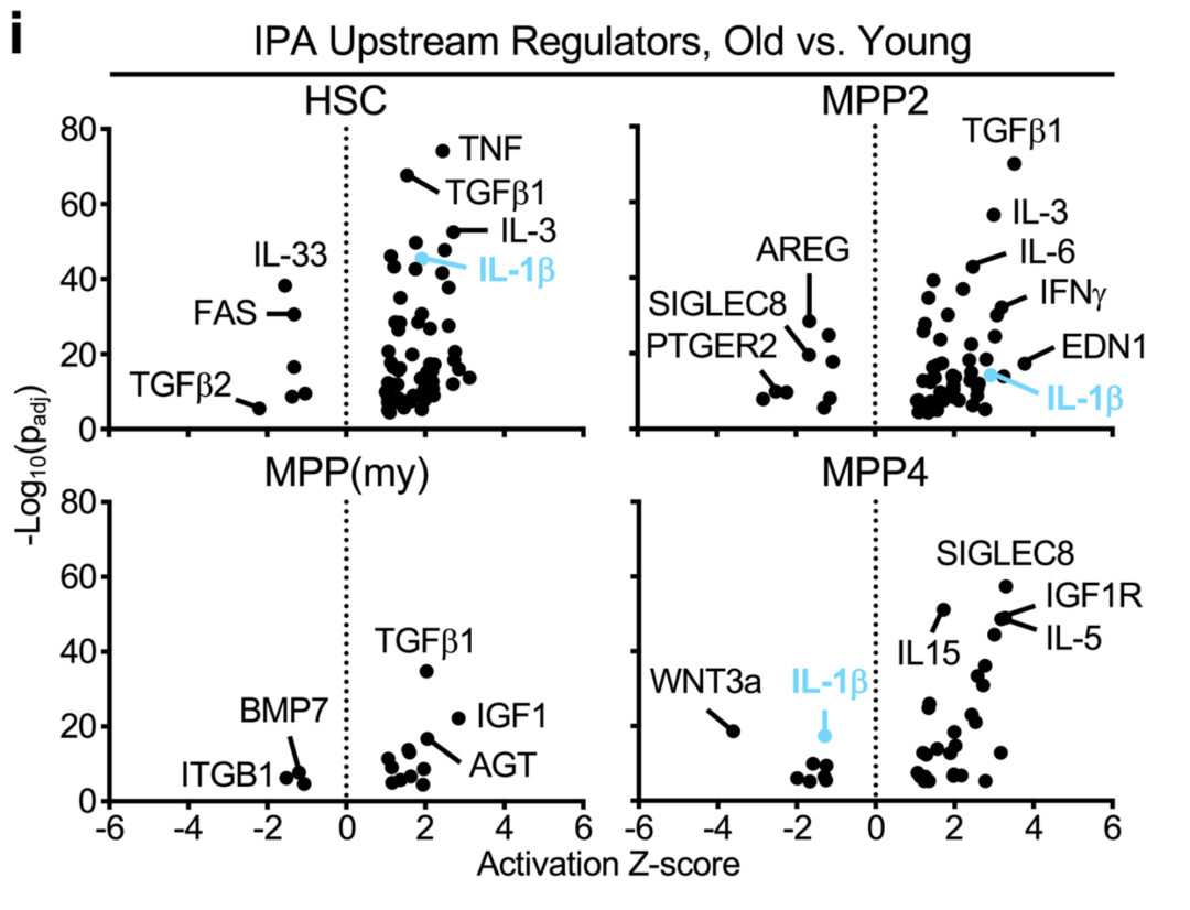 IL-1β：肿瘤治疗双向作用