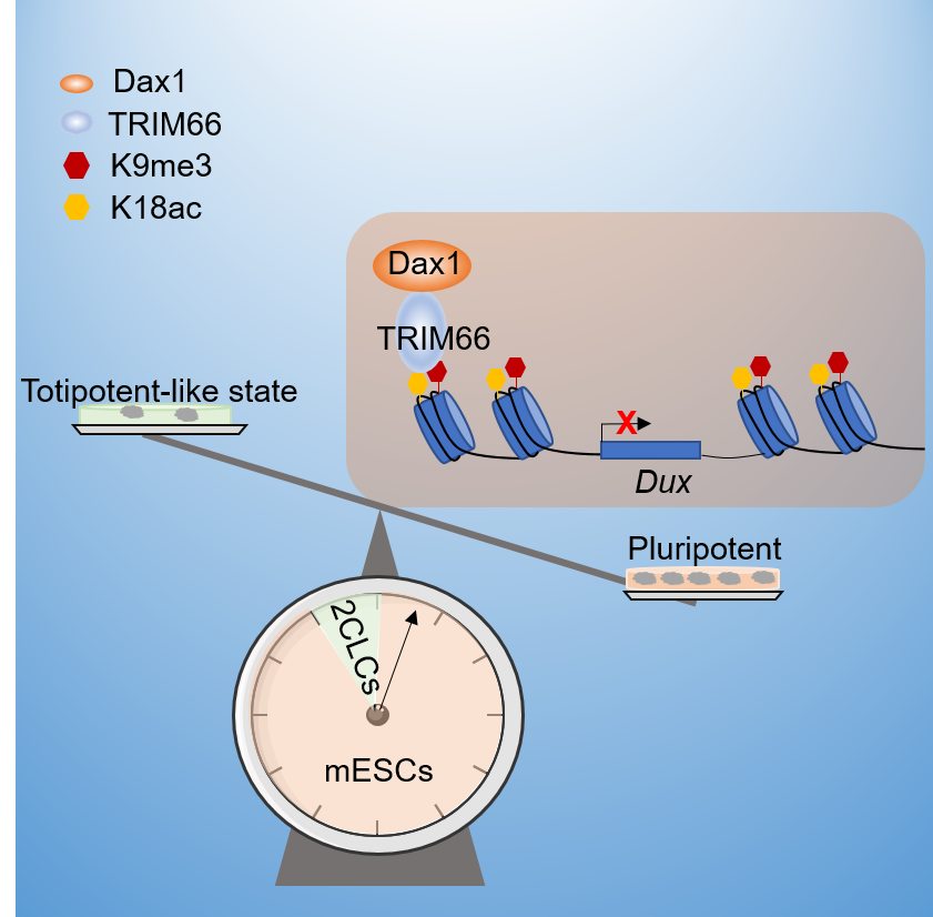 Cell Stem Cell:研究揭示染色质阅读器TRIM66调控全能样干细胞的分子机制