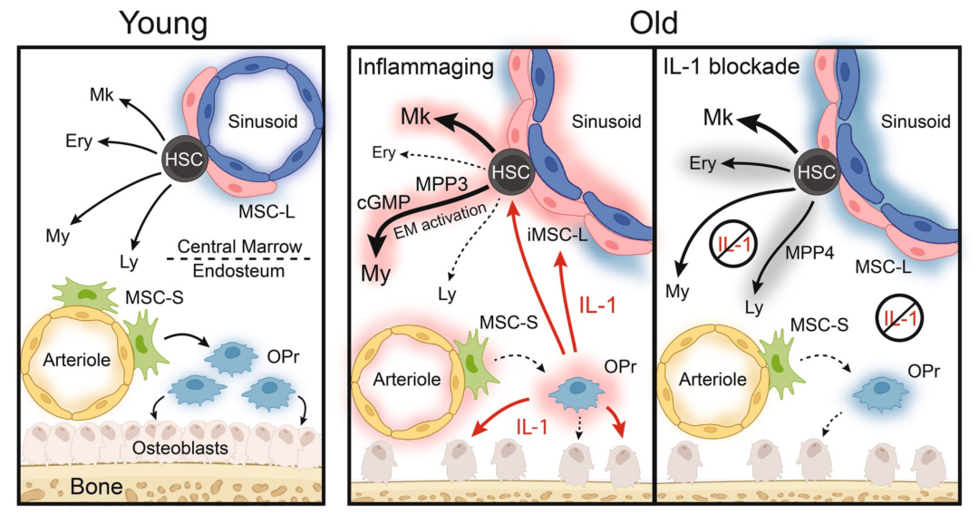IL-1β：肿瘤治疗双向作用