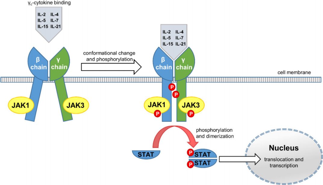 冉冉升起，JAK3能否复制TYK2的成功？