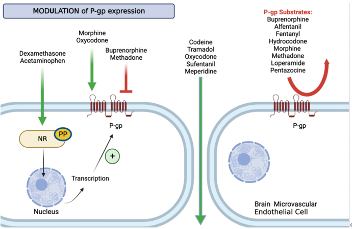 P-糖蛋白与百亿美金市场的阿片类药物
