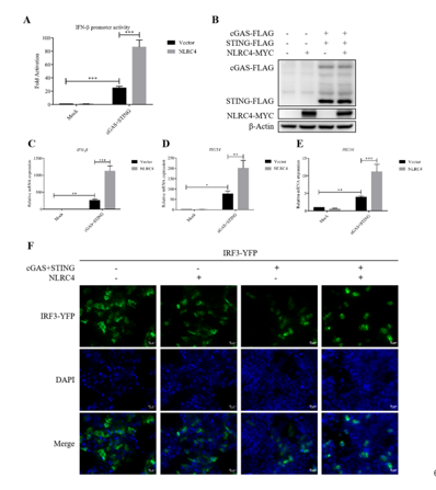 郑春福教授在JMV发表NLRC4调控抗病毒天然免疫cGAS-STING信号通路的文章
