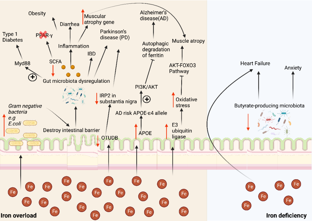 谢黎炜/印遇龙团队系统总结铁元素在肠道菌群稳态和宿主健康中的作用机理