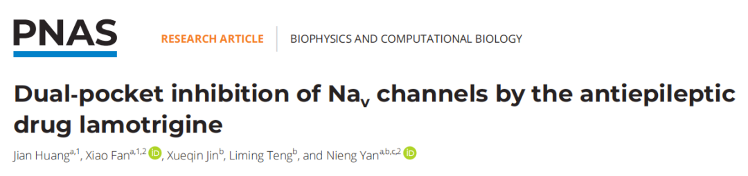 颜宁最新论文：发现抗癫痫药物拉莫三嗪对钠离子通道的双口袋抑制作用，为下一代抗癫痫和止痛药物开发奠定基础