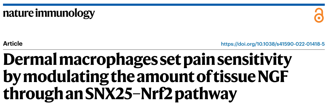 Nature Immunology: 真皮巨噬细胞通过SNX25-Nrf2途径调控疼痛敏感性