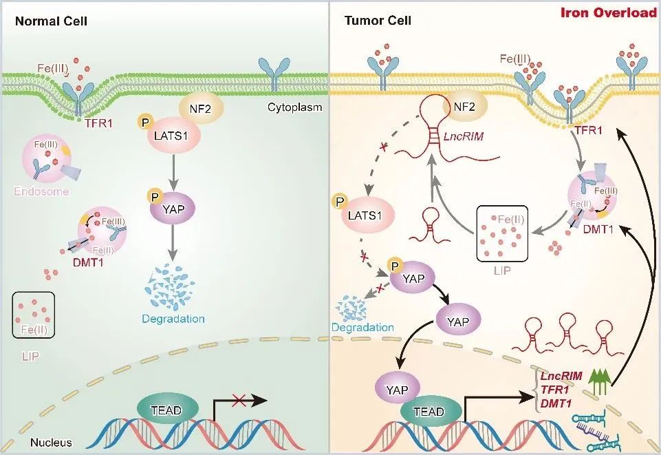 Nature子刊：林爱福团队揭示LncRNA通过重编程铁代谢调控肿瘤进程