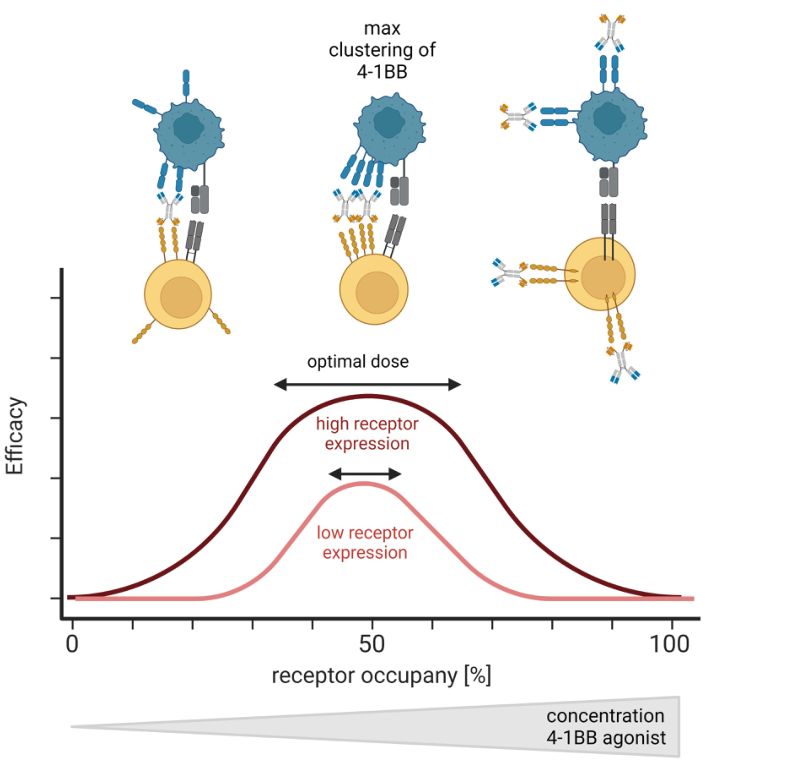 新一代4-1BB激动剂的开发 ：旨在更安全、有效