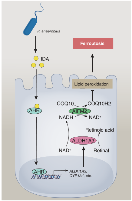 Cancer Res：肠道微生物群介导结直肠癌发展中的铁死亡抵抗