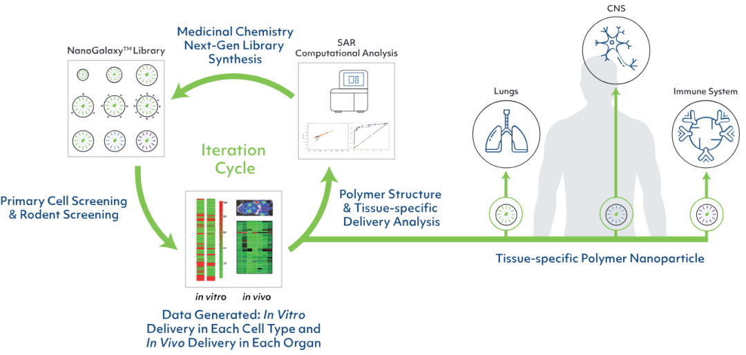 6.44亿美元！GenEdit与基因泰克合作开发自身免疫病核酸药物