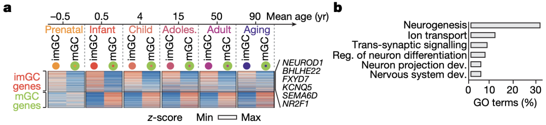 《自然》：华人科学家重磅成果，给成人神经再生提供了铁证！