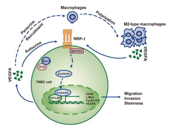 西安交通大学研究者们揭示了治疗三阴性乳腺癌的潜在治疗方法