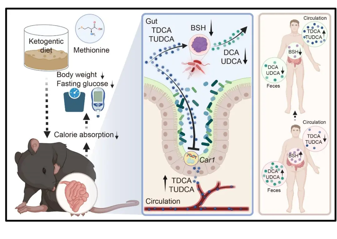 复旦大学洪尚宇/郑琰团队合作揭示生酮饮食通过减少肠道脂质吸收抵抗肥胖的分子机制