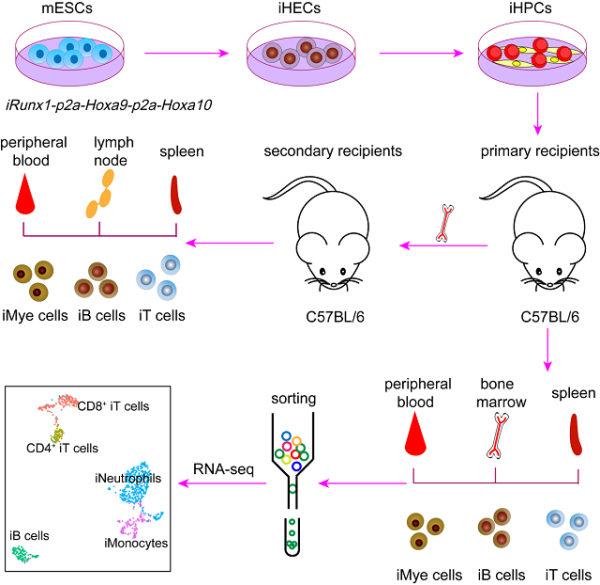 干细胞诱导移植实现野生型动物体内高嵌合率、长期、多谱系造血