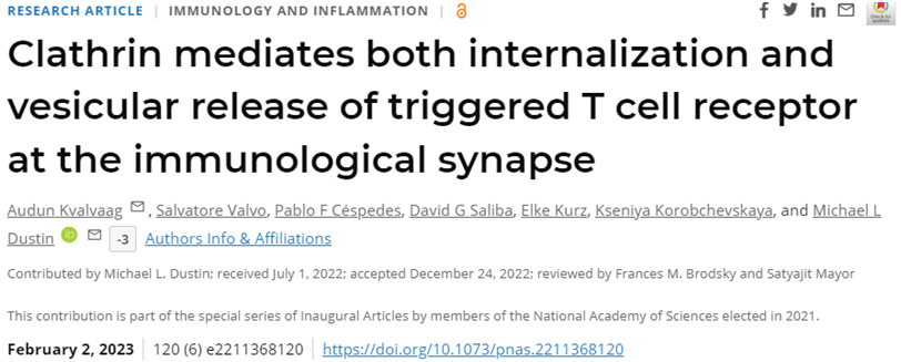 PNAS：新研究揭示网格蛋白在免疫突触中起着关键作用