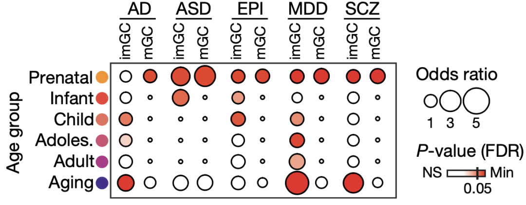 《自然》：华人科学家重磅成果，给成人神经再生提供了铁证！