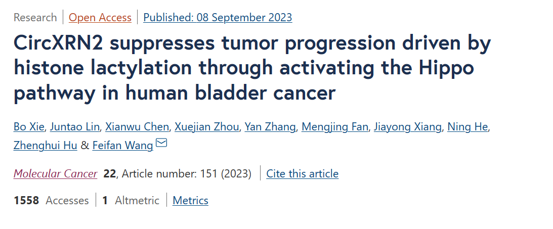 MOL CAN：在人膀胱癌中，CircXRN2可通过激活Hippo通路抑制组蛋白乳糖化所驱动的肿瘤进展