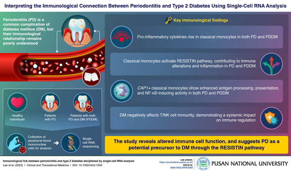 Pusan National University Researchers Reveal How Diabetes Weakens Gum Defense