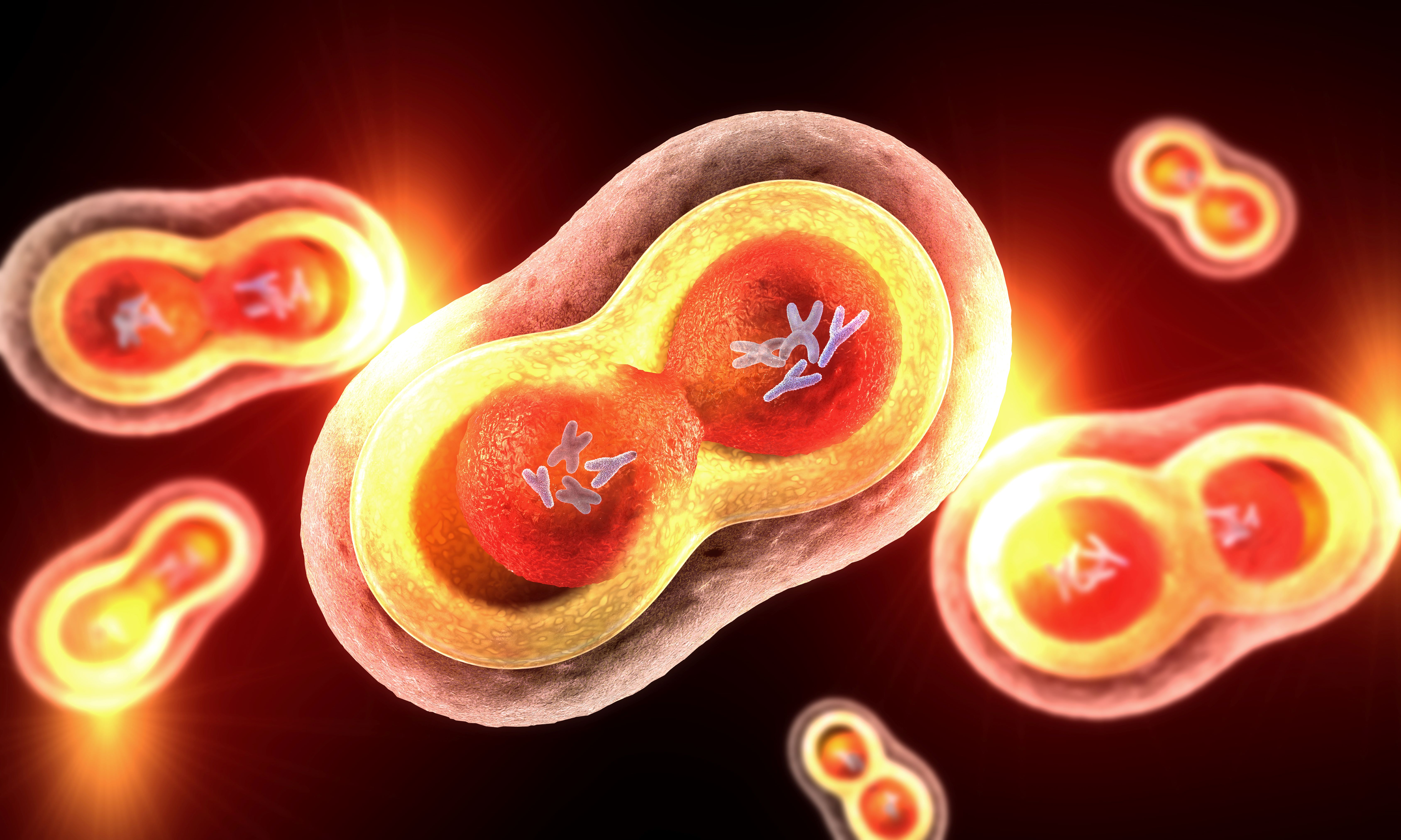 In 2 papers, researchers piece together how micronuclei in cancer cells collapse and contribute to disease progression