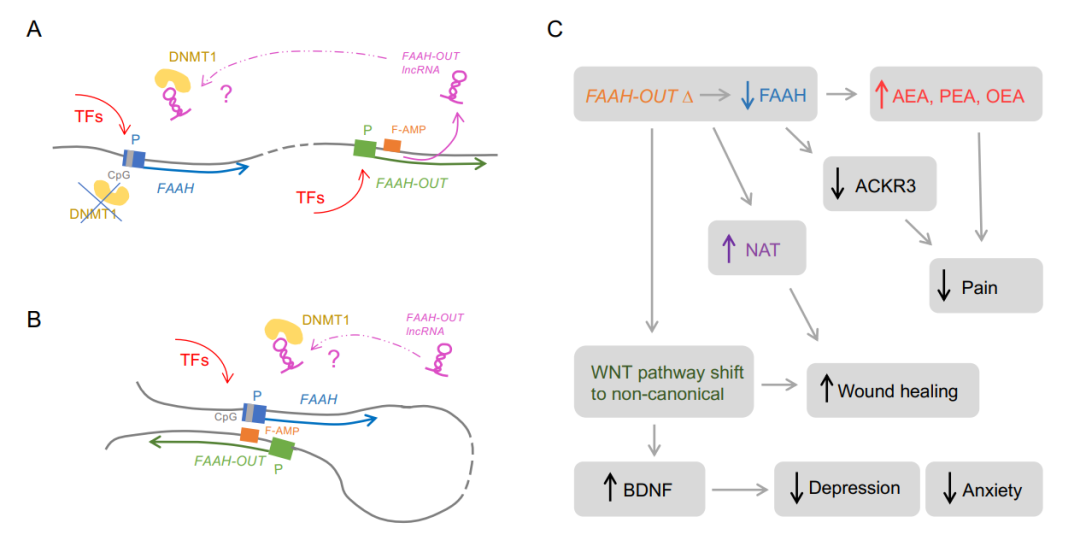 这个lncRNA突变让她感觉不到疼痛、焦虑和恐惧，背后的机制是什么？