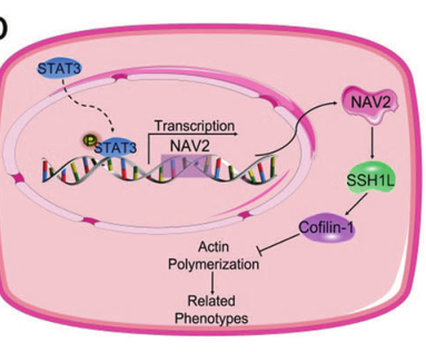 STTT【澳门科技大学】STAT3-NAV2轴或成为类风湿关节炎治疗的新靶点