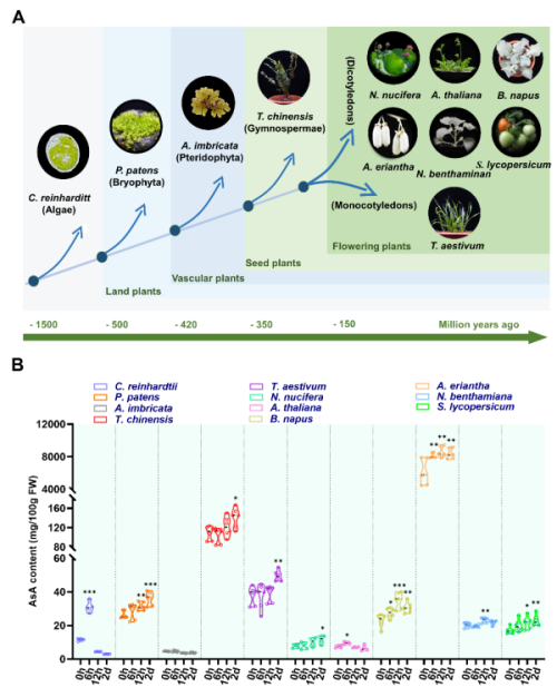 Plant Physiology:揭示猕猴桃维生素C生物合成和冷胁迫调控新机制