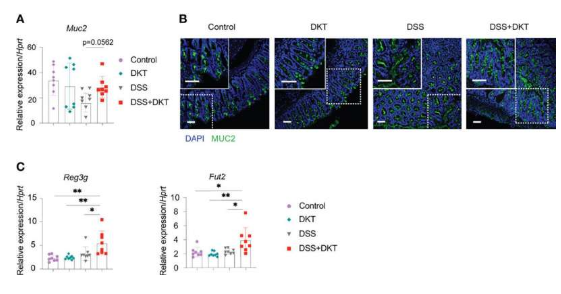 Front Immunol：揭示日本中草药疗法大建中汤保护机体肠道抵御炎性肠病发生的分子机制