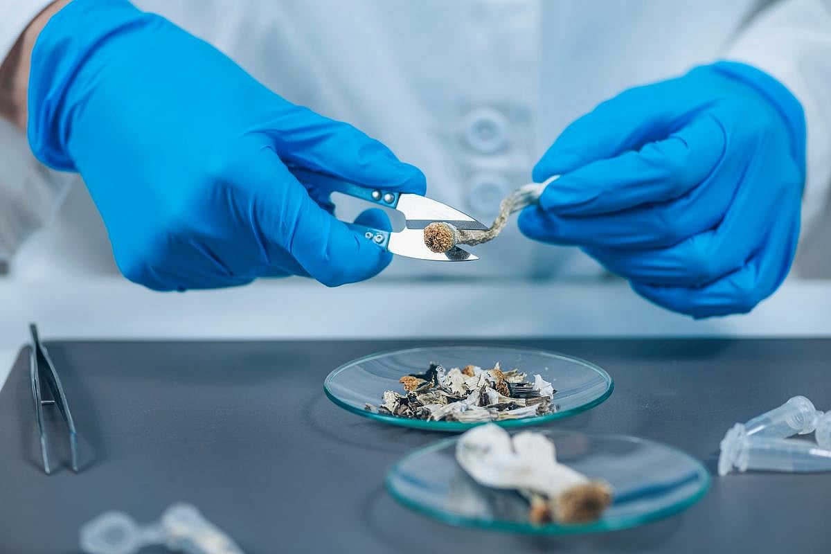 Popularity of Psilocybin, Psychedelics Hasn't Increased ER Visits