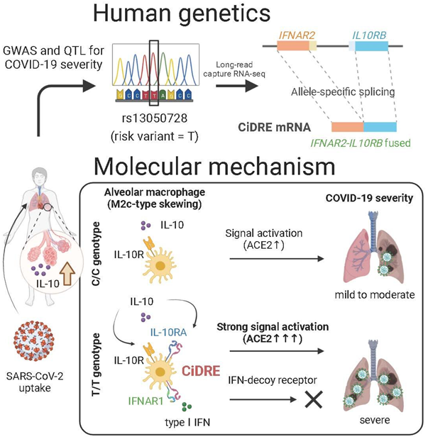 Immunity：融合蛋白CiDRE使肺泡巨噬细胞容易受到SARS-CoV-2的侵袭
