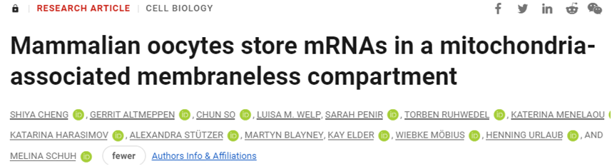 Science：揭示哺乳动物卵母细胞利用线粒体相关无膜区室储存母体mRNA