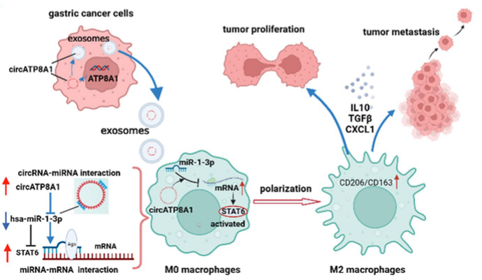 中山大学研究者们强调circATP8A1作为胃癌的潜在预后生物标志物和治疗靶点