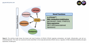 Novel Discovery Reveals How Brain Protein OTULIN Controls Tau Expression and Could Transform Alzheimer's Treatment