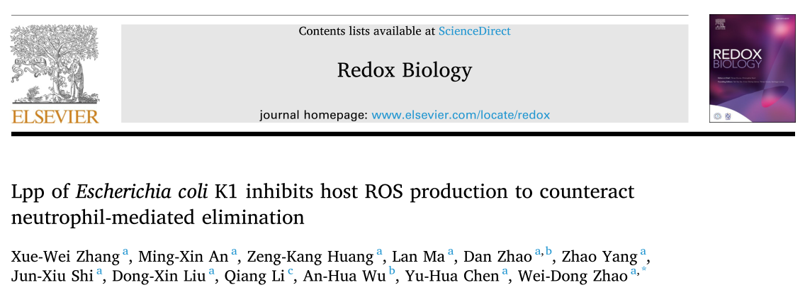 Redox Biology: 大肠杆菌K1的LPP抑制宿主ROS的产生以抵消中性粒细胞介导的消除