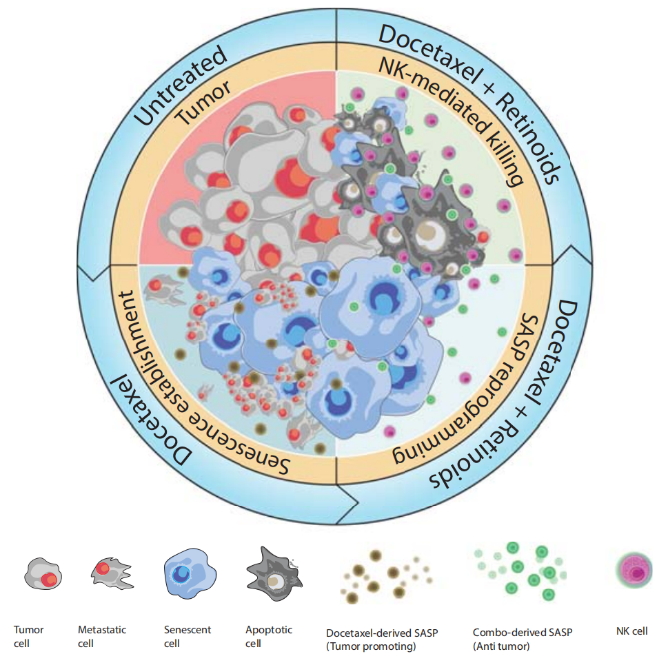 《癌细胞》：抗痘好药一转抗癌赛道！科学家发现阿达帕林能有效激活前列腺癌细胞衰老、增加NK细胞抗肿瘤活性