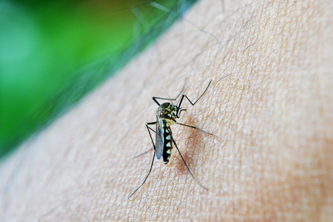 FDA tightens label of Valneva's chikungunya vaccine, lifts pause in older adults