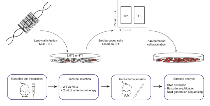 Nat Commun：利用DNA条形码技术或能揭示癌细胞躲避宿主机体免疫系统攻击的能力