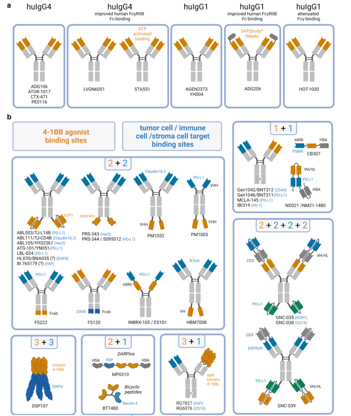 新一代4-1BB激动剂的开发 ：旨在更安全、有效